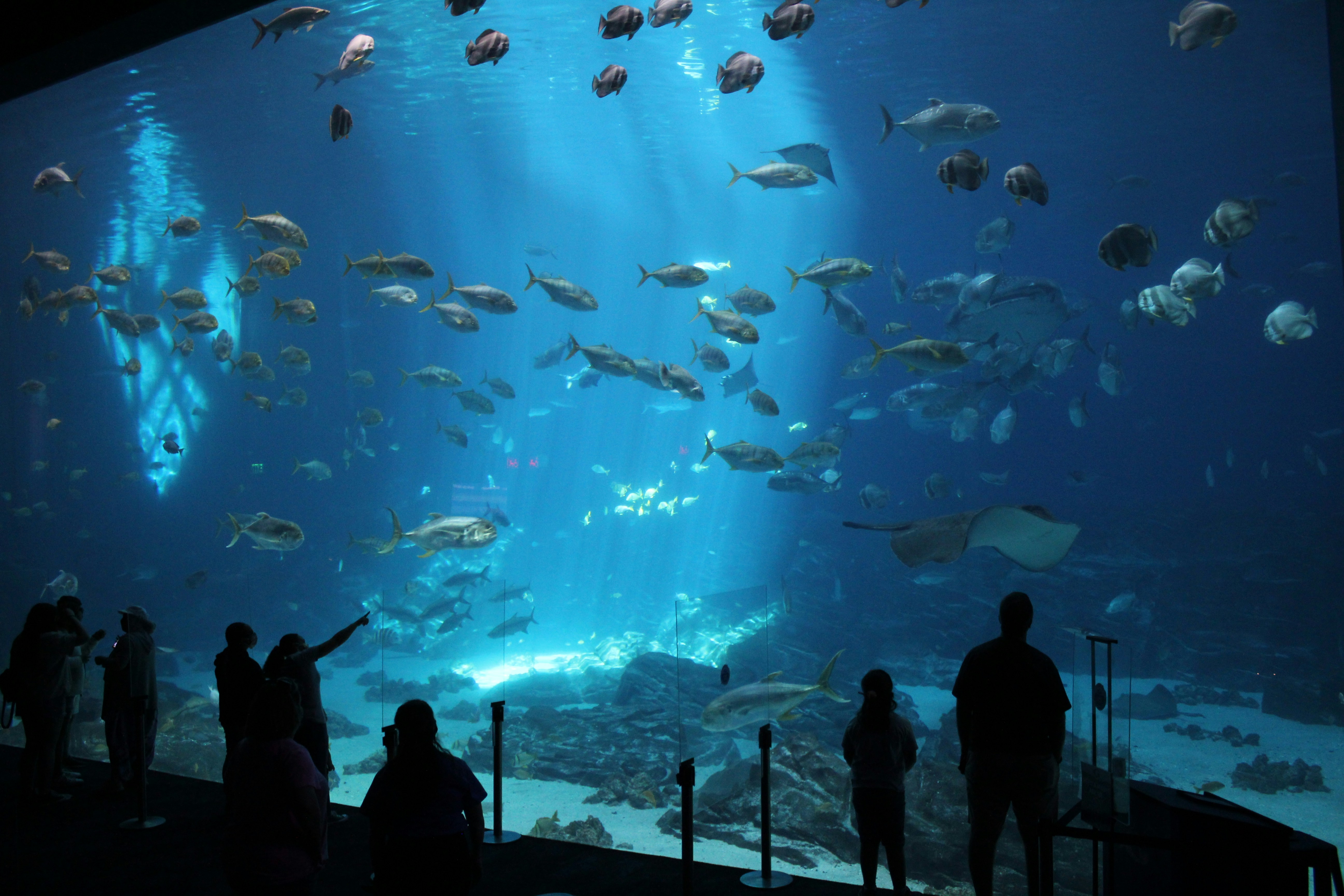 Dubai Aquarium